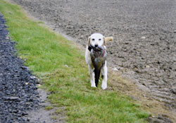 Dogs: Action class winner