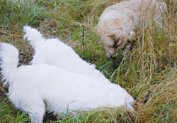 Dogs: Fun class winner