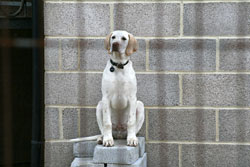Dogs: General class winner