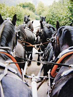 Horses: Action class winner