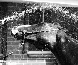 Horses: Fun class winner